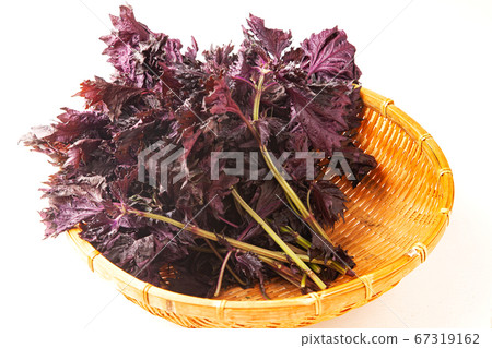 紅紫蘇 紅紫蘇 67319162