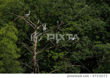 Perch of the herons Perch of the herons 67319273