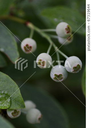 藍莓果實 藍莓果實 67319644
