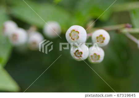 藍莓果實 藍莓果實 67319645