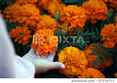 image of flower children hand image of flower children hand 67319753