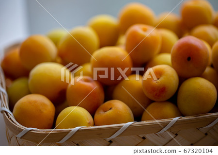plum	 67320104