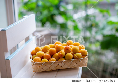 plum	 67320105