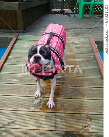 Boston Terrier by the pool Boston Terrier by the pool 67321103