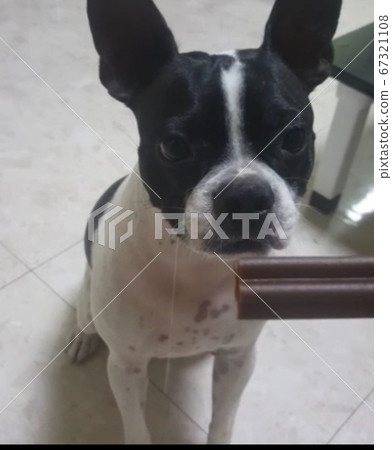 Drooling boston terrier 67321108