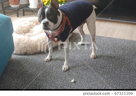 Boston Terrier surprised by eating melon 67321109