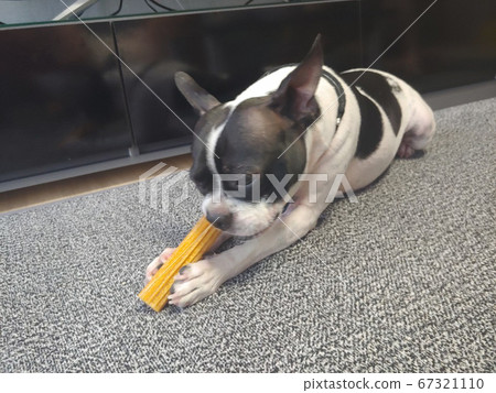 Boston Terrier Eating Churus 67321110