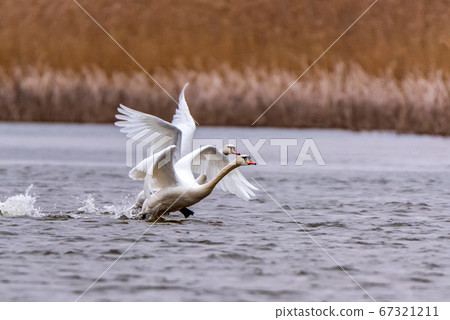 View of mute swan or Cygnus olor take wing on water View of mute swan or Cygnus olor take wing on water 67321211
