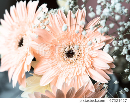 Pale Pink Gerbera Daisy Flowers Bouquet Stock Photo 67321427 Pixta