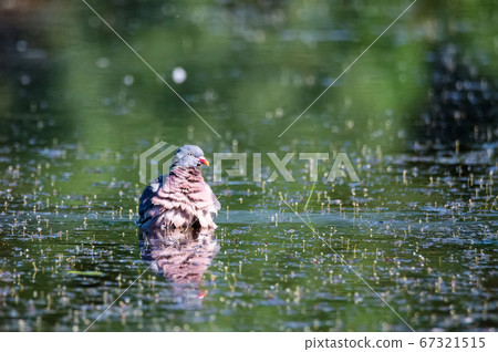 Wood Pigeon or Columba palumbus Wood Pigeon or Columba palumbus 67321515