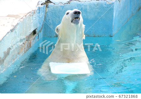 Polar bear playing with a triangular cone 67321868