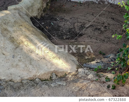 a crocodile is hiding in the zoo 67322888