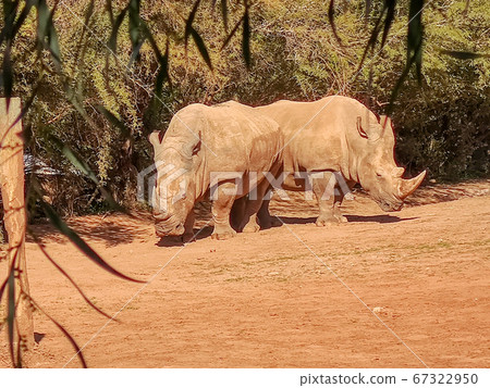 Two rhinos standing in two direction. High quality photo 67322950