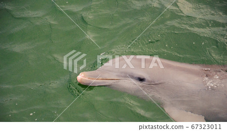 A Dolphin Swimming in the Oceans of Cuba. 67323011