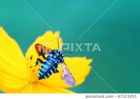 Rurimon bee and yellow cosmos flower 67323955