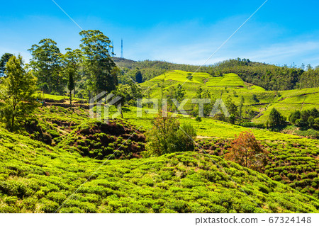 Nuwara Eliya tea plantation 67324148