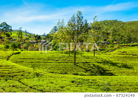 Nuwara Eliya tea plantation 67324149