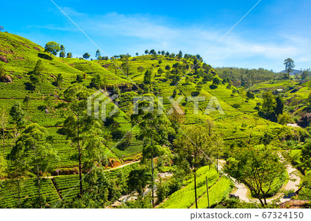 Nuwara Eliya tea plantation 67324150