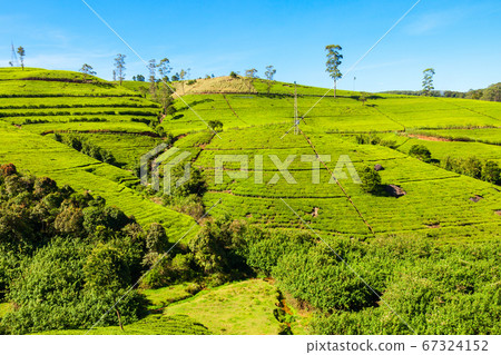 Nuwara Eliya tea plantation Nuwara Eliya tea plantation 67324152