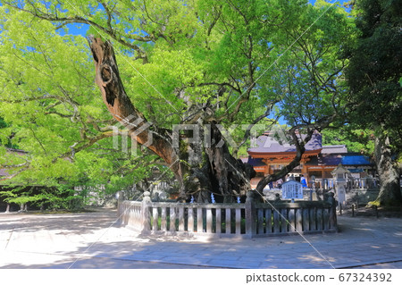 [Ehime Prefecture] Fresh green Oyama Gion Shrine (Kusen Senju Mitsue no Kusu) 67324392