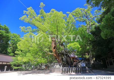 [愛媛縣]新鮮的綠色大山G園神社 67324395