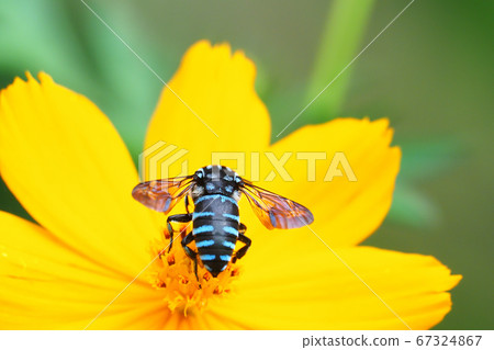 Rurimon bee and yellow cosmos flower Rurimon bee and yellow cosmos flower 67324867