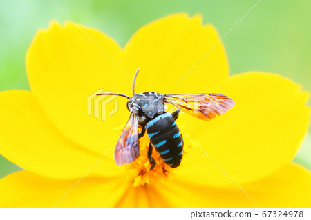 Rurimon bee and yellow cosmos flower 67324978