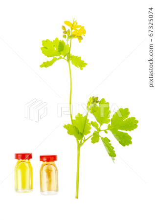 Use of Chelidonium in alternative medicine. Photo 67325074