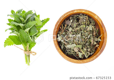 Fresh and dried herb Melissa officinalis. Photo Fresh and dried herb Melissa officinalis. Photo 67325153