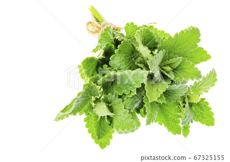 Bunch of fresh green Melissa officinalis isolated Bunch of fresh green Melissa officinalis isolated 67325155