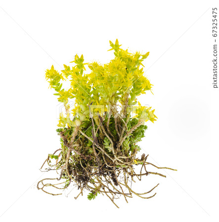 Yellow groundcover garden plant stonecrop, seddum. 67325475