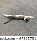Stretching cat 67325751