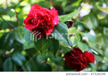 山茶花 山茶花 67326246