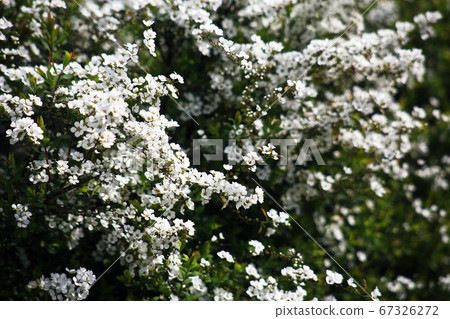 White poplar flower 67326272