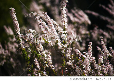 Safflower flower flowers 67326273