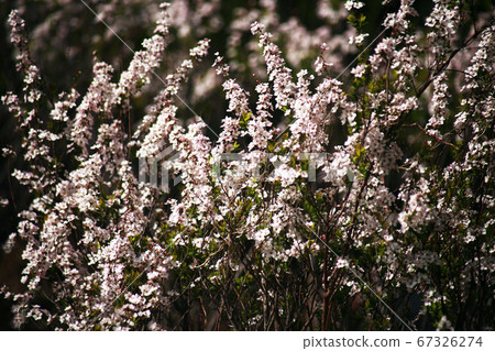 Safflower flower flowers Safflower flower flowers 67326274