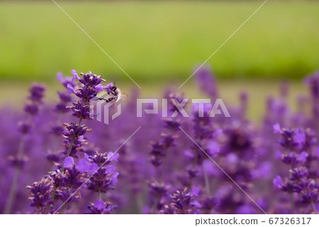 bee sitting on a lavender flower in a field.blurred background 67326317