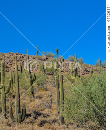 Saguaro Cactus growing in the Lake Pleasant Regional Park, Sonoran Desert, Arizona USA Saguaro Cactus growing in the Lake Pleasant Regional Park, Sonoran Desert, Arizona USA 67326354