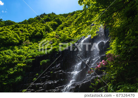 Yurihonjo City Hiyama Falls Waterfall near flowers 67326470