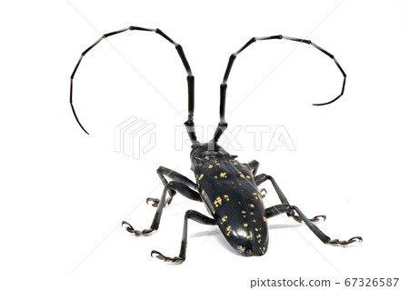 Longhorn beetle (depth synthesis) 67326587