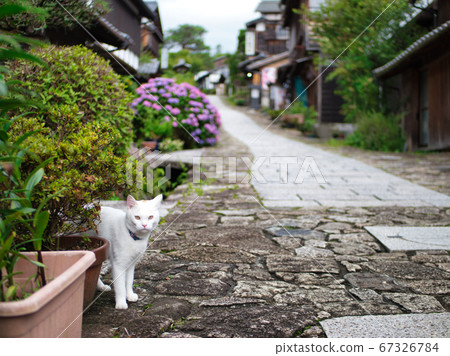 Nakasendo Magome-juku白貓 67326784
