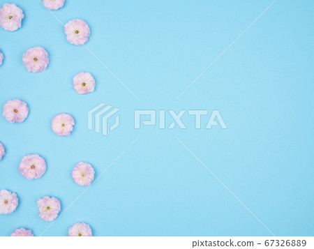 Cherry blossoms on a blue background. The view from the top. 67326889