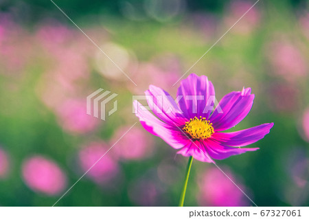 Cosmos flowers with soft natural background Cosmos flowers with soft natural background 67327061