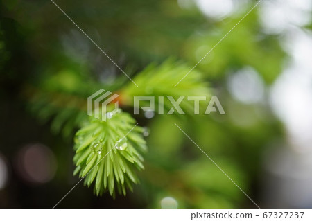 Drops of fir branches on the background of bokeh / German spruce 67327237