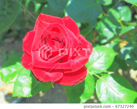 Red rose passion Red rose passion 67327240