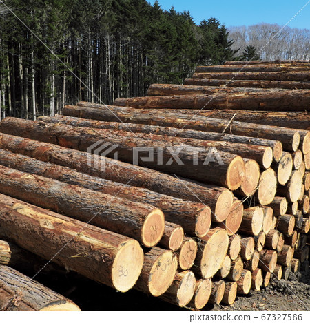 堆積的松木原木 67327586