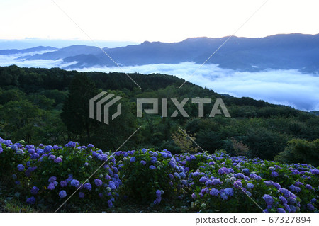 Sea of clouds and hydrangea in Biyama Park 67327894