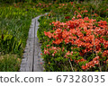 Akita Prefecture Kuwanokidai Wetland wooden path and astragalus Akita Prefecture Kuwanokidai Wetland wooden path and astragalus 67328035