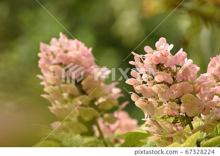 守月木（粉紅色） 67328224