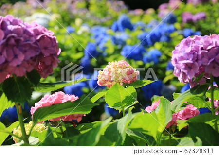 繡球花362 67328311